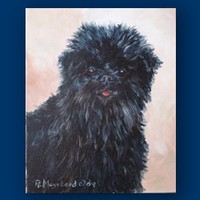 Affenpinscher