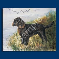 American Water Spaniel
