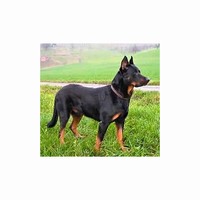 Beauceron