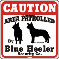 Blue Heeler