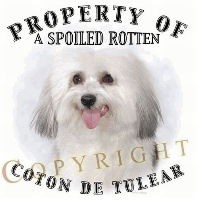 Coton de Tulear