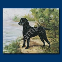 Curly Coated Retriever