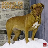 Dogue de Bordeaux