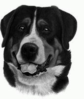 Greater Swiss Mountain Dog
