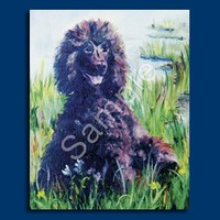 Irish Water Spaniel