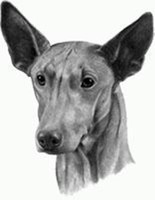 Pharoah Hound