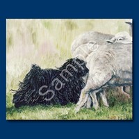 Puli