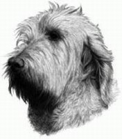 Spinone Italiano