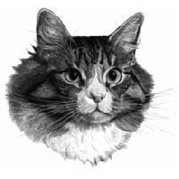 Non-Pedigree Cat