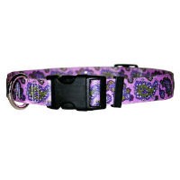 Paisley