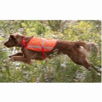 Reflective Harnesses