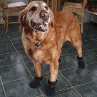 Dog Boots