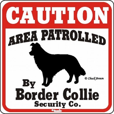 Raining Cats and Dogs | Border Collie Caution Sign, the Perfect Dog Warning Sign