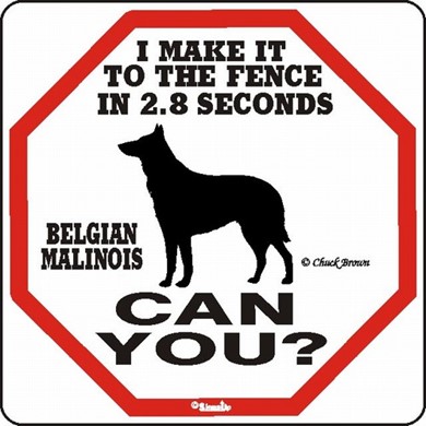 Raining Cats and Dogs | Belgian Malinois Make It to the Fence in 2.8 Seconds Sign