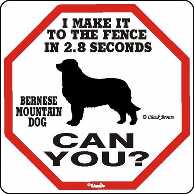 Raining Cats and Dogs | Bernese Mountain Dog Make It To the Fence Sign, the Perfect Beware of Dog Sign