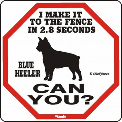 Raining Cats and Dogs | Blue Heeler Make It to the Fence in 2.8 Seconds Sign