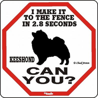 Raining Cats and Dogs | Keeshond Make It to the Fence in 2.8 Seconds Sign