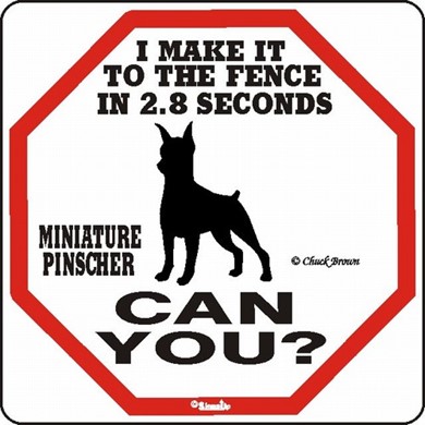 Raining Cats and Dogs | Miniature Pinscher Make It to the Fence in 2.8 Seconds Sign