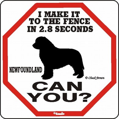 Raining Cats and Dogs | Newfoundland Make It to the Fence in 2.8 Seconds Sign