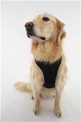 Comfort Harness