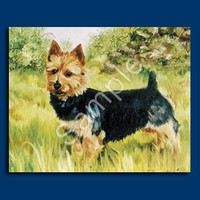 Australian Terrier