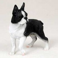 Boston Terrier