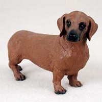 Dachshund