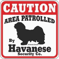 Havanese