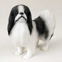 Japanese Chin