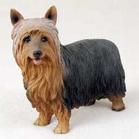 Silky Terrier