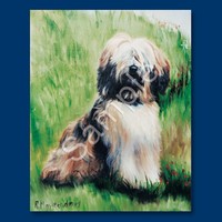 Tibetan Terrier