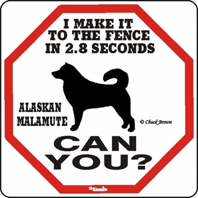Raining Cats and Dogs | Alaskan Malamute Make It to the Fence in 2.8 Seconds Sign