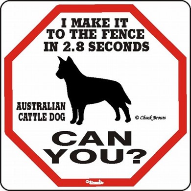 Raining Cats and Dogs | Australian Cattle Dog Make It to the Fence in 2.8 Seconds Sign