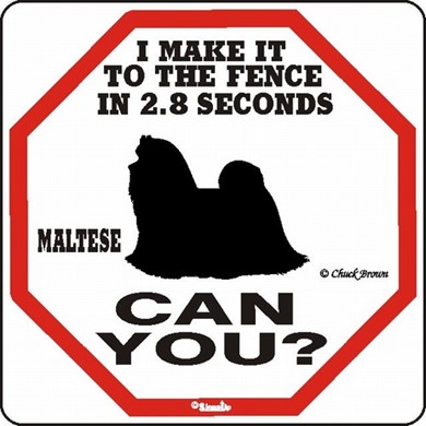 Raining Cats and Dogs | Maltese Make It to the Fence in 2.8 Seconds Sign