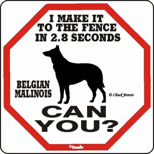 raining cats and dogs belgian malinois make it to the keeshond growth chart